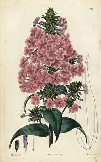 Pyramidal: Pyramidal lychnidea, Phlox pyramidalis