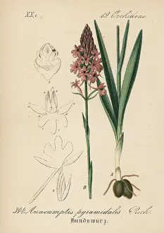Pyramidal: Pyramidal orchid, Anacamptis pyramidalis