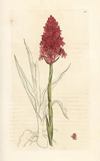 Pyramidal: Pyramidal orchid, Anacamptis pyramidalis