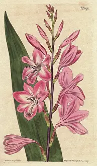 Pyramidal: Pyramidal watsonia (dwarf gladiolus), native
