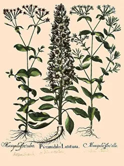 Basilius: Pyramidalis lutetiana, Silene vulgaris, Silene nuta