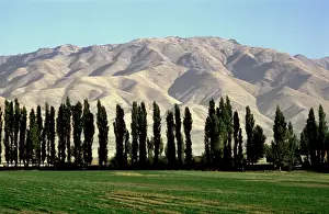 Grow: Pyramidic poplars in Uzbekistan. 1978