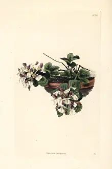 Germander: Pyranean germander, Teucrium pyrenaicum