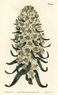 Speciosa: Pyrenean bellflower, Campanula speciosa