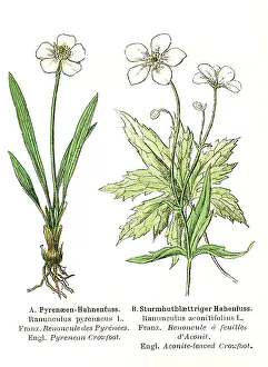 Tess Hines: Pyrenean crowfoot and Aconite-leaved crowfoot