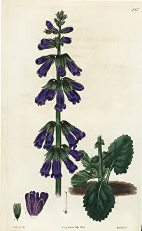 Pyrenean: Pyrenean deadnettle or dragonmouth, Horminum pyrenaicum