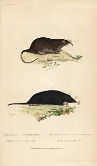 Mygale: Pyrenean desman (vulnerable) and star-nosed mole