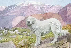 Pyrenean: Pyrenean Sheep Dog