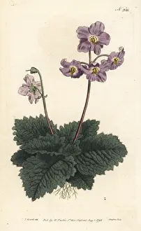 Pyrenean: Pyrenean violet, Ramonda myconi