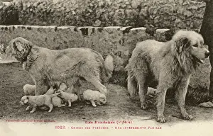 Shaggy: Two Pyrenees Dogs: an interesting family