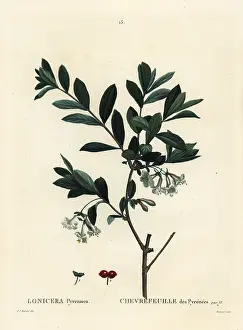 Poupee: Pyrenees honeysuckle, Lonicera pyrenaica