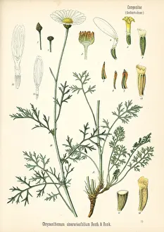 Tanacetum: Pyrethrum, Tanacetum cinerariifolium