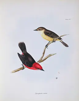 Galapagos: Pyrocephalus rubinus nanus, vermilion flycatcher