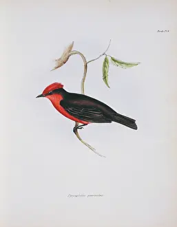 Tyrant: Pyrocephalus rubinus, vermilion flycatcher