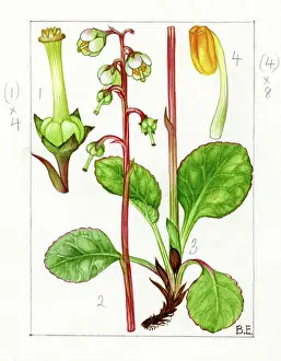 Braemar: Pyrola media - intermediate wintergreen
