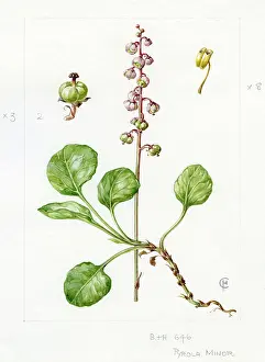 Wintergreen: Pyrola minor - common wintergreen