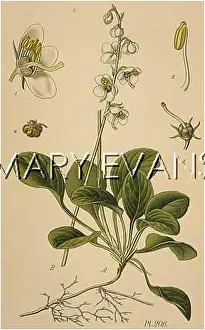 Wintergreen: PYROLA ROTUNDIFLORA