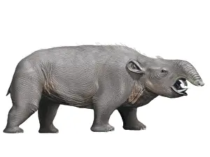 Paleogene: Pyrotherium is an extinct ungulate from the Oligocene epoch