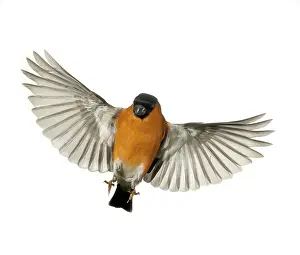 Loxia: Pyrrhula pyrrhula, bullfinch