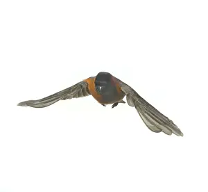 Loxia: Pyrrhula pyrrhula, bullfinch
