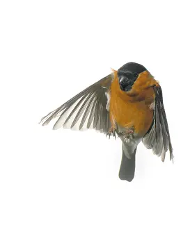 Loxia: Pyrrhula pyrrhula, bullfinch