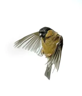 Vapour: Pyrrhula pyrrhula, bullfinch