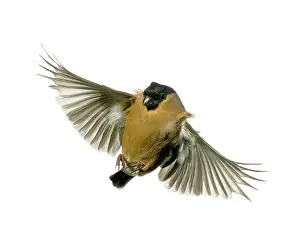Loxia: Pyrrhula pyrrhula, bullfinch