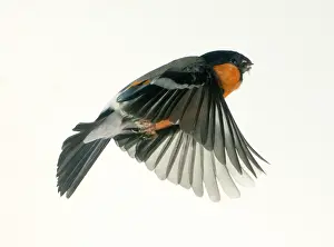Loxia: Pyrrhula pyrrhula, bullfinch