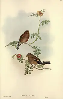 Briar: Pyrrhula pyrrhula, Eurasian bullfinch