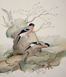 Loxia: Pyrrhula pyrrhula, Eurasian bullfinch