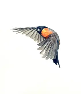 Loxia: Pyrrhula pyrrhula, Eurasian bullfinch
