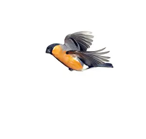 Loxia: Pyrrhula pyrrhula, Eurasian bullfinch