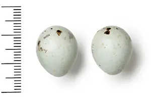 Clutch: Pyrrhula pyrrhula, eurasian bullfinch eggs