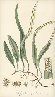 William Blackwood: Pyrrosia lanceolata