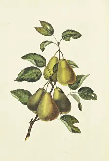 Pyrus: Pyrus communis, conference pears
