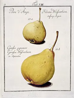 Pyrus: Pyrus communis, pear