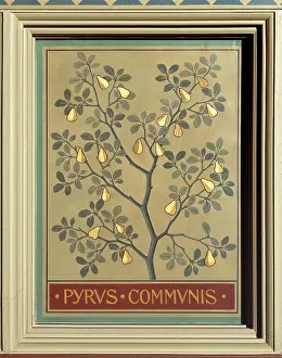 Pyrus: Pyrus communis, pear