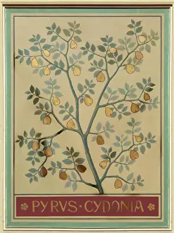 Pyrus: Pyrus cydonia, quince