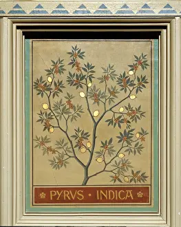 Pyrus: Pyrus indica, Indian pear