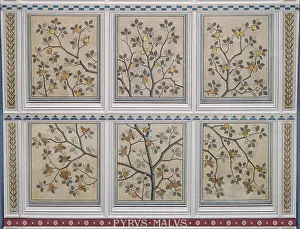 Pyrus: Pyrus malus, apple