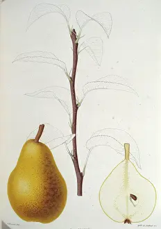Pyrus: Pyrus moire, pear