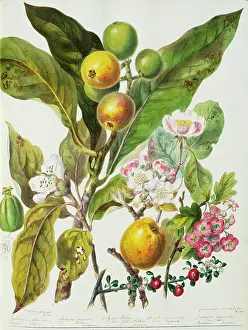 Pyrus: Pyrus sp. apple