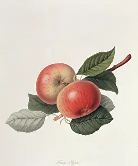 Pyrus: Pyrus sp. apple (Fearn's Pippin apple)