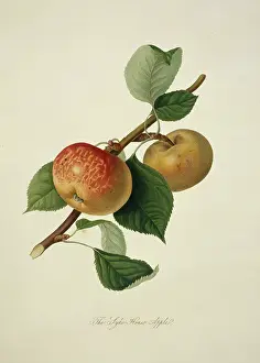 Pyrus: Pyrus sp. apple (Sykehouse Apple)