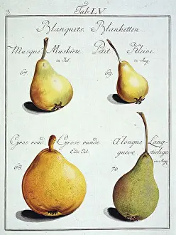 Pyrus: Pyrus sp. pear