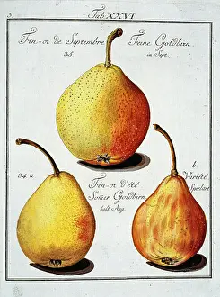 Pyrus: Pyrus sp. pear