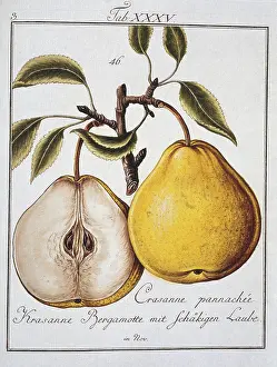 Pyrus: Pyrus sp. pear