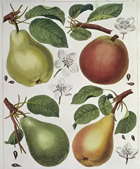 Pyrus: Pyrus sp. pear
