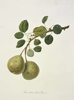 Pyrus: Pyrus sp. pear (Aston Town Pear)