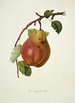 Pyrus: Pyrus sp. pear (Chaumontel Pear)